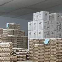 پخش تخم مرغ پایدار