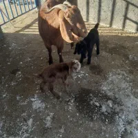 دوتابززاییده یک جملی ویک بزیک بزغاله داره