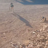 سگ گله ای|سگ|طاغنکوه, |دیوار