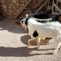 پازن سر حال در خونه|حیوانات مزرعه|اهرم, |دیوار