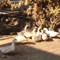 اُردک های رسمی خانگی.|حیوانات مزرعه|مشکین‌دشت, |دیوار