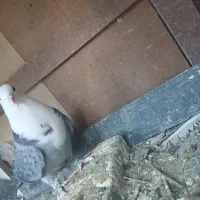 کربلایی نر نسل عطیقه