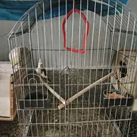 عروس هلندی|پرنده|مینودشت, |دیوار