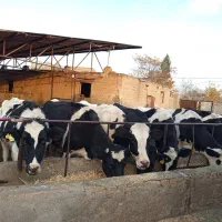 گاو ابستن و شیری