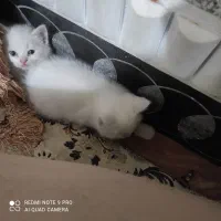 گربه نیمه پرشین بچه