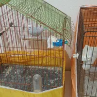 موغ عشق |پرنده|پارسآباد, |دیوار