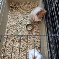 خوکچه هندی واکسینه شده