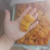 قیصی اعلا درجه 1امسال