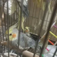 عروس هلندی نصف قیمت بازار