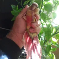 گرینچیک جوجه دونه خور|پرنده|شیراز, دروازه قران|دیوار