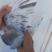 ساده هفرنگ گمشده