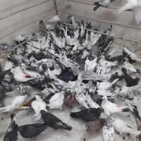 کفتر قم ب یاد طهران قدیم جدا کن فقط100 پرنده کیان