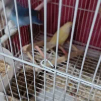 جوجه عروس دونخور سرلاکی کوتوله اشتی|پرنده|بندرعباس, |دیوار