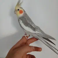 عروس هلندی نر ۱ سال سه ماه