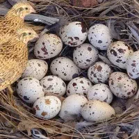 تخم بلدرچین تازه و سالم