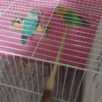 یک جفت طوطی برزیلی اصیل