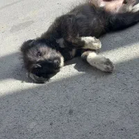 توله ماده نژاد خارجی معاوضه