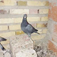 کبوتر|پرنده|گنبد کاووس, |دیوار