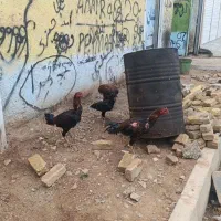 خروس لاری جوان