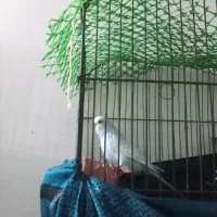 کوتوله، عروس، مرغ عشق|پرنده|تربت‌حیدریه, ده پائین|دیوار