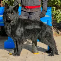 سگ ژرمن شپرد بلک نر یکساله موبلند شده فی ۴۰ م ت|سگ|تهران, تهرانسر شرقی|دیوار