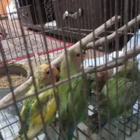 طوطی برزیلی سرلاکی نرم خور|پرنده|قائم‌شهر, |دیوار