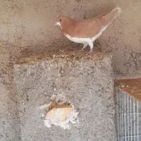 کفتر شهری زرد نر|پرنده|خرامه, |دیوار