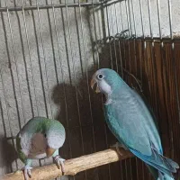 طوطی راهب جفت