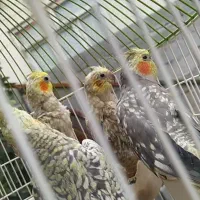 فروش  عروس هلندی  بالغ و جوجه