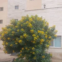 گل و درخت فروشی مطاف