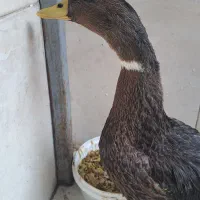 اردک|حیوانات مزرعه|نسیمشهر, |دیوار