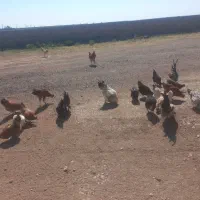 مرغ و خروس