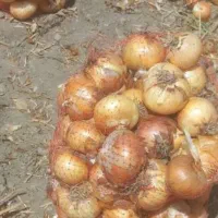 بذر پیاز زرد ۴ ماه یا سه ماهه