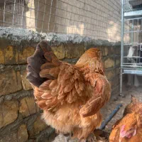 جوجه برهما زینتی|حیوانات مزرعه|اصفهان, ارغوانیه|دیوار