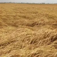 اجاره3 هکتار زمین کشاورزی درروستای رامجردی رامجرد