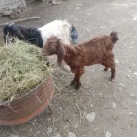 دوتا بزغاله نر|حیوانات مزرعه|گرگان, |دیوار