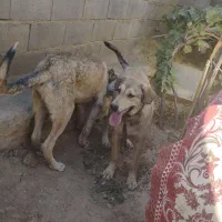 سلام توله ماده6ماحه پژدرتوله تبر قهرمان وحیدعباسی|سگ|همدان, |دیوار