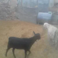 بزنرمورسیا|حیوانات مزرعه|کرمانشاه, |دیوار