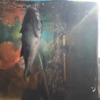 ماهی فلاور هورن و پرت|ماهی|تبریز, |دیوار