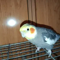 عروس هلندی نره مست مست اماده سخنگو