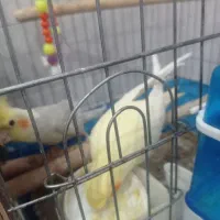 جفت عروس هلندی با شش جوجه ، بافق|پرنده|بافق, |دیوار