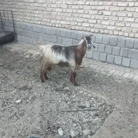 بز خارجی کهره دار و بز آبستن سرگلون|حیوانات مزرعه|شیراز, فرودگاه شهید دستغیب شیراز|دیوار