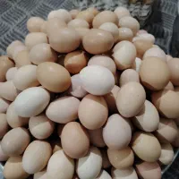 تخم مرغ نطفه دار