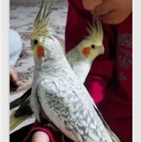 عروس هلندی نر و ماده.کاملا دستی.زیبا و کشیده