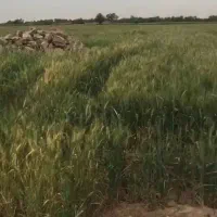 زمین ۱۰۰۰متر