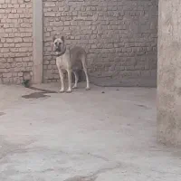 ماده‌سرابی