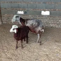 1راس گوسفند بره دار شکم سوم