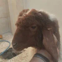 بره عراقی