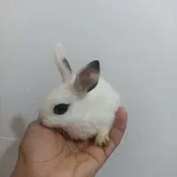 بچه خرگوش و خرگوش بزرگ