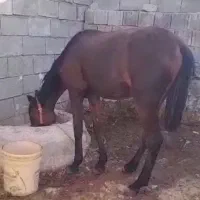 فروش مادیان